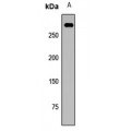 LifeSab™ MDC1 Rabbit pAb (50 µl)