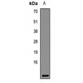 LifeSab™ COX7A2 Rabbit pAb (50 µl)