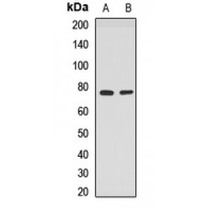 LifeSab™ PPP2R3B Rabbit pAb (50 µl)