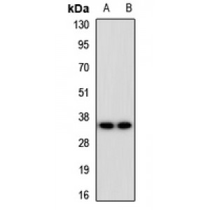 LifeSab™ Endomucin Rabbit pAb (50 µl)