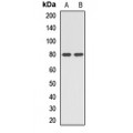 LifeSab™ PTCD3 Rabbit pAb (50 µl)