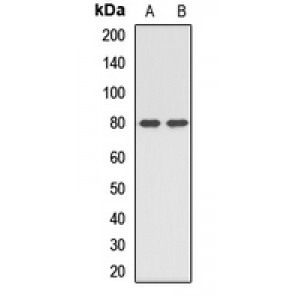 LifeSab™ PTCD3 Rabbit pAb (50 µl)