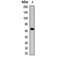 LifeSab™ AIFM3 Rabbit pAb (50 µl)