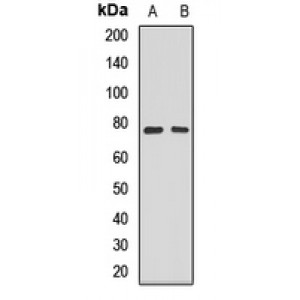 LifeSab™ SEPTIN9 Rabbit pAb (50 µl)