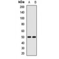 LifeSab™ SQRDL Rabbit pAb (50 µl)