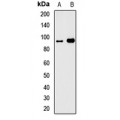 LifeSab™ GTF3C4 Rabbit pAb (50 µl)