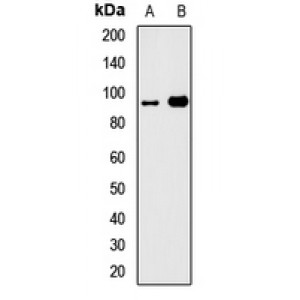 LifeSab™ GTF3C4 Rabbit pAb (50 µl)