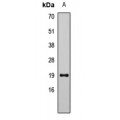 LifeSab™ LCN1 Rabbit pAb (50 µl)