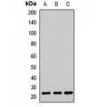 LifeSab™ PPIC Rabbit pAb (50 µl)