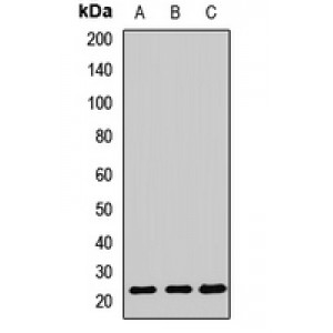 LifeSab™ PPIC Rabbit pAb (50 µl)