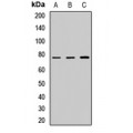 LifeSab™ CAPN10 Rabbit pAb (50 µl)