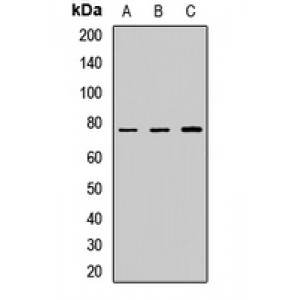 LifeSab™ CAPN10 Rabbit pAb (50 µl)