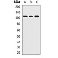 LifeSab™ ROBO4 Rabbit pAb (50 µl)