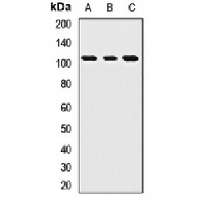 LifeSab™ ROBO4 Rabbit pAb (50 µl)