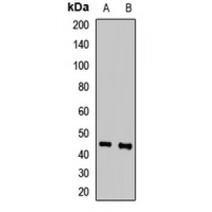 LifeSab™ SAV1 Rabbit pAb (50 µl)