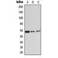 LifeSab™ ADRA1B Rabbit pAb (50 µl)