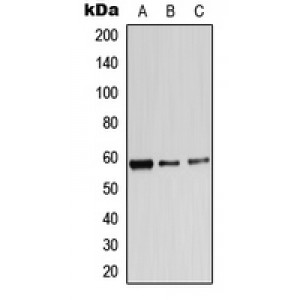 LifeSab™ ADRA1B Rabbit pAb (50 µl)