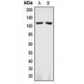 LifeSab™ CD13 Rabbit pAb (50 µl)