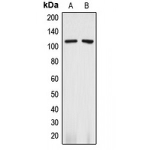 LifeSab™ CD13 Rabbit pAb (50 µl)