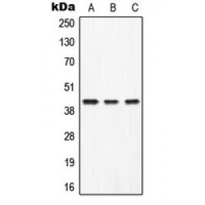 LifeSab™ ZAG Rabbit pAb (50 µl)