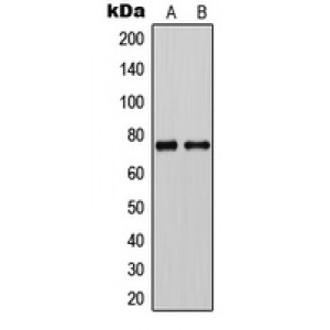 LifeSab™ CLCNKA Rabbit pAb (50 µl)