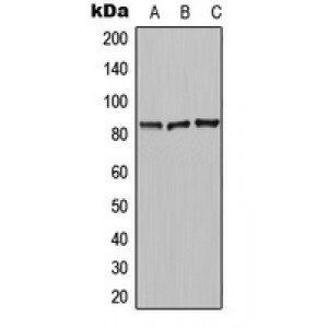 LifeSab™ CPN2 Rabbit pAb (50 µl)