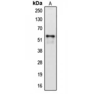 LifeSab™ CYP2A13 Rabbit pAb (50 µl)