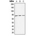 LifeSab™ DBH Rabbit pAb (50 µl)