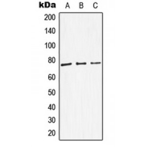 LifeSab™ DBH Rabbit pAb (50 µl)