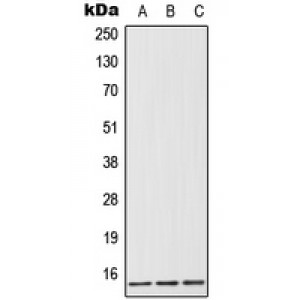 LifeSab™ FABP1 Rabbit pAb (50 µl)