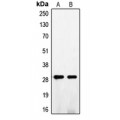 LifeSab™ FGF5 Rabbit pAb (50 µl)