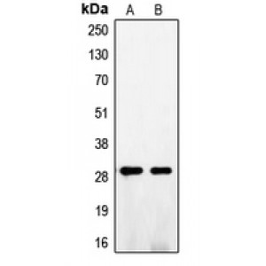 LifeSab™ FGF5 Rabbit pAb (50 µl)