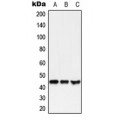 LifeSab™ GPR38 Rabbit pAb (50 µl)