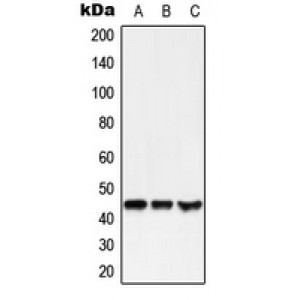 LifeSab™ GPR38 Rabbit pAb (50 µl)