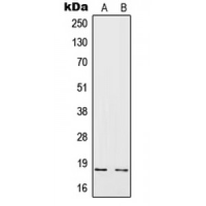 LifeSab™ IL-4 Rabbit pAb (50 µl)