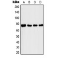 LifeSab™ IRAK1 (pT209) Rabbit pAb (50 µl)