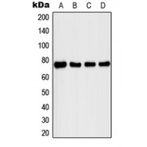 LifeSab™ IRAK1 (pT209) Rabbit pAb (50 µl)