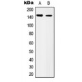 LifeSab™ CD49c Rabbit pAb (50 µl)