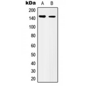 LifeSab™ CD49c Rabbit pAb (50 µl)