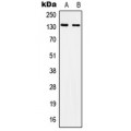 LifeSab™ CD51 Rabbit pAb (50 µl)