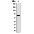 LifeSab™ Myotubularin Rabbit pAb (50 µl)