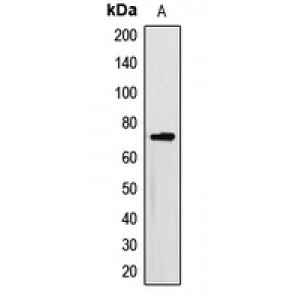 LifeSab™ Myotubularin Rabbit pAb (50 µl)