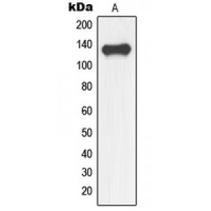 LifeSab™ NFRKB Rabbit pAb (50 µl)