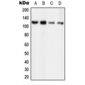 LifeSab™ ORC1 Rabbit pAb (50 µl)