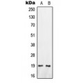 LifeSab™ Oxytocin Rabbit pAb (50 µl)