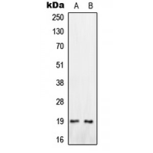 LifeSab™ Oxytocin Rabbit pAb (50 µl)