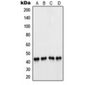 LifeSab™ PAX5 Rabbit pAb (50 µl)