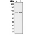 LifeSab™ cGK 2 Rabbit pAb (50 µl)