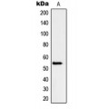 LifeSab™ Peripherin Rabbit pAb (50 µl)