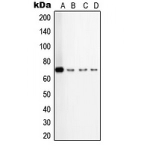 LifeSab™ TGFBR2 Rabbit pAb (50 µl)